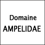 Domaine AMPELIDAE　ドメーヌ・アンペリデ